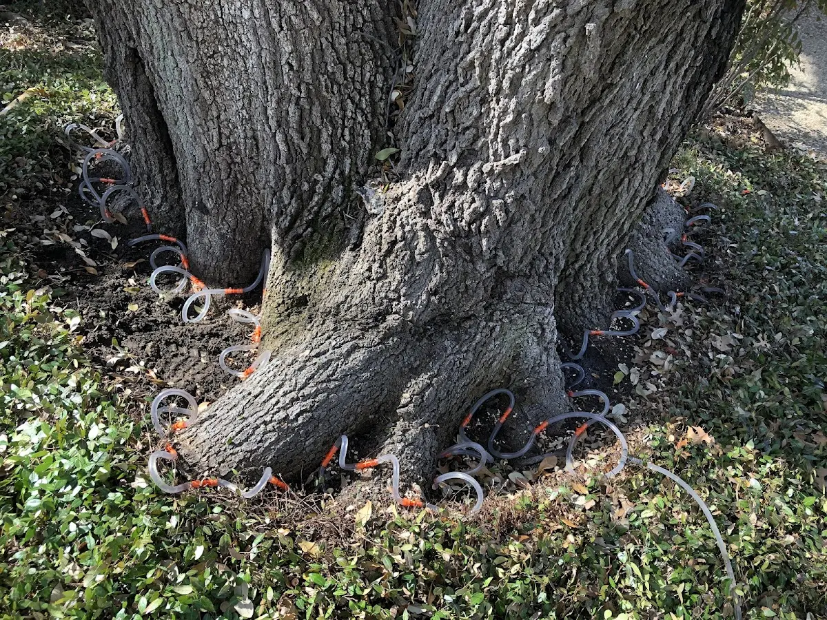 Detailed Tree Cabling and Bracing job site in Cobleskill
